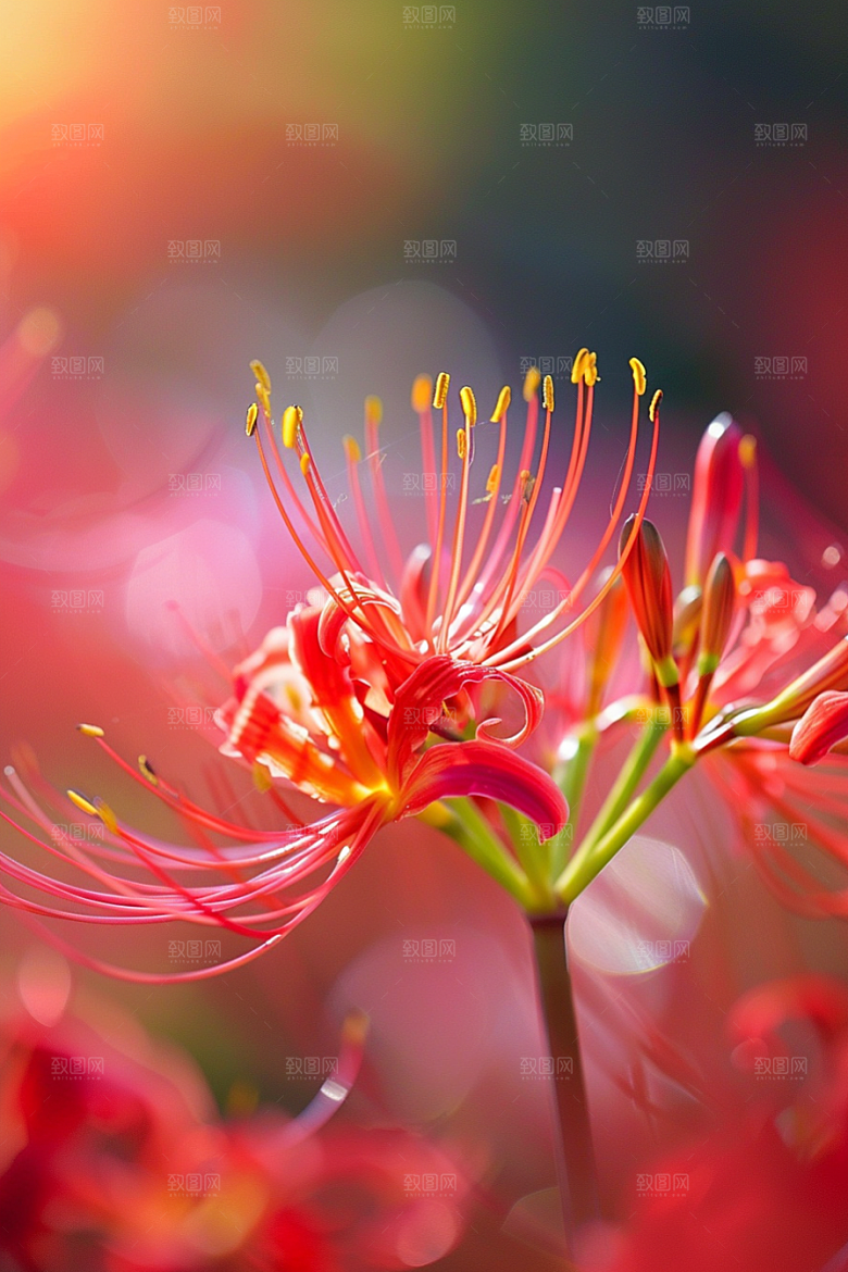 彼岸花花朵植物摄影图