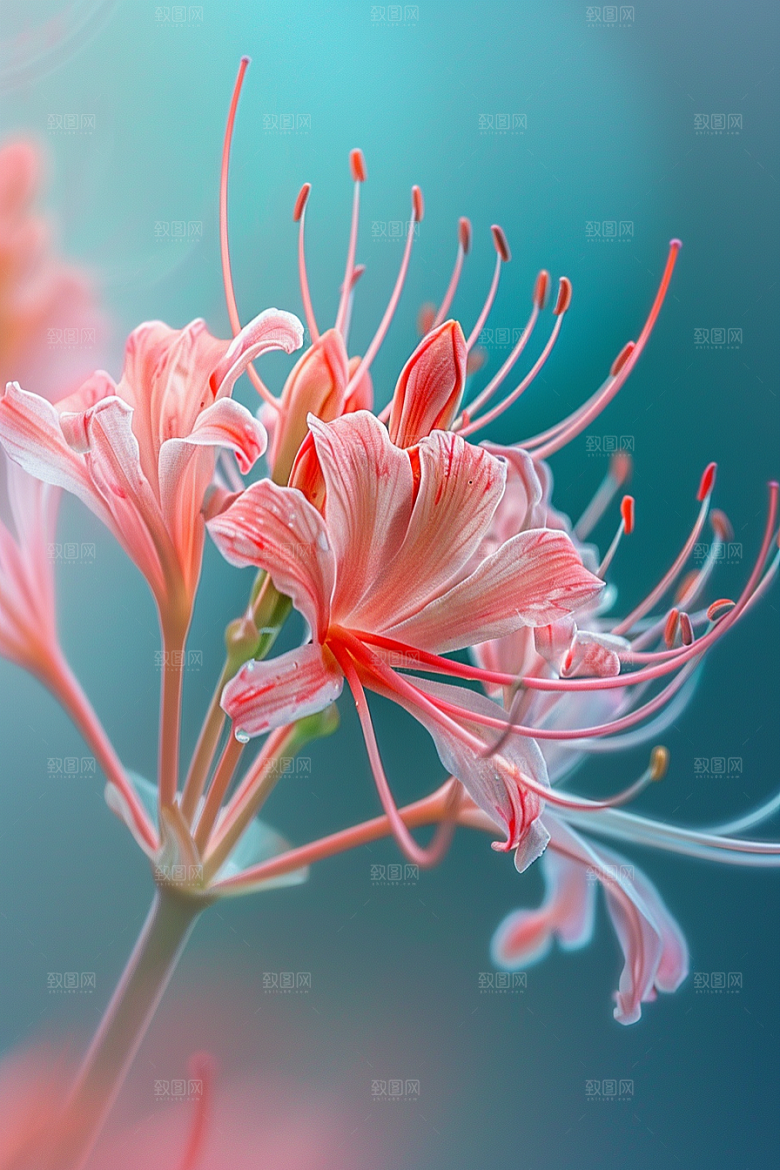 彼岸花高清石蒜摄影图