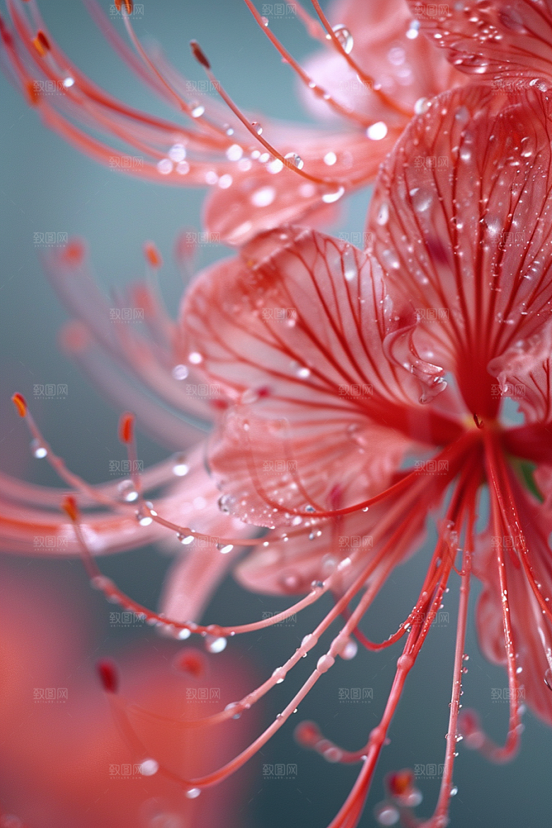 彼岸花石蒜花朵摄影图