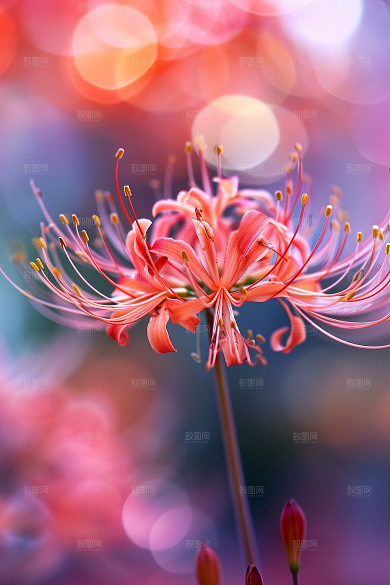 彼岸花初夏花卉摄影图