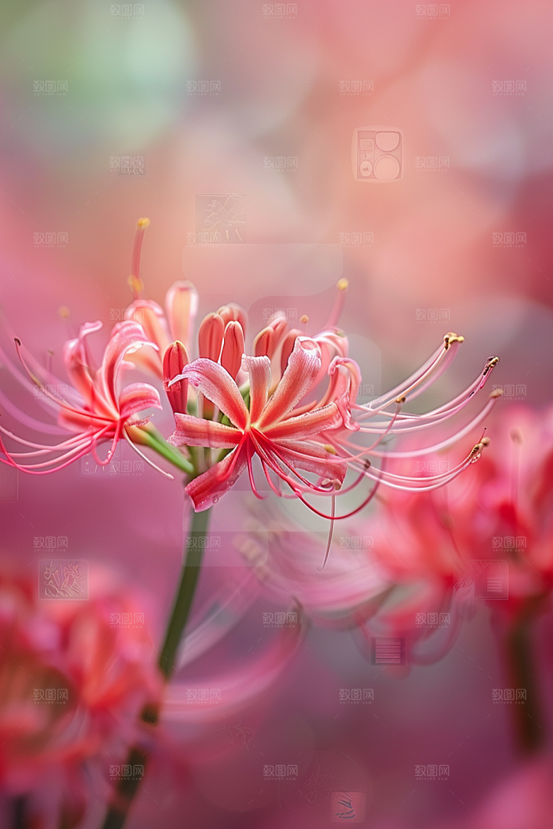 彼岸花曼殊沙华唯美摄影图