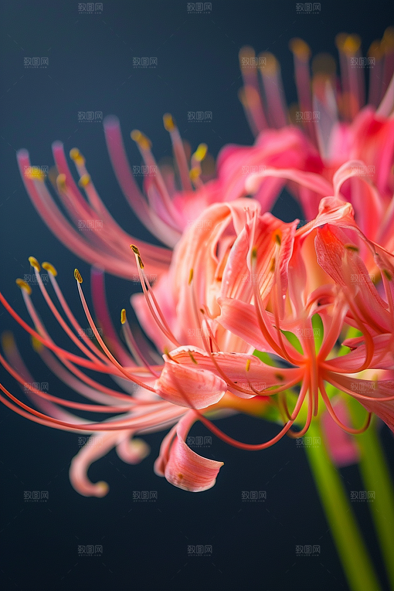 彼岸花高清花朵摄影图