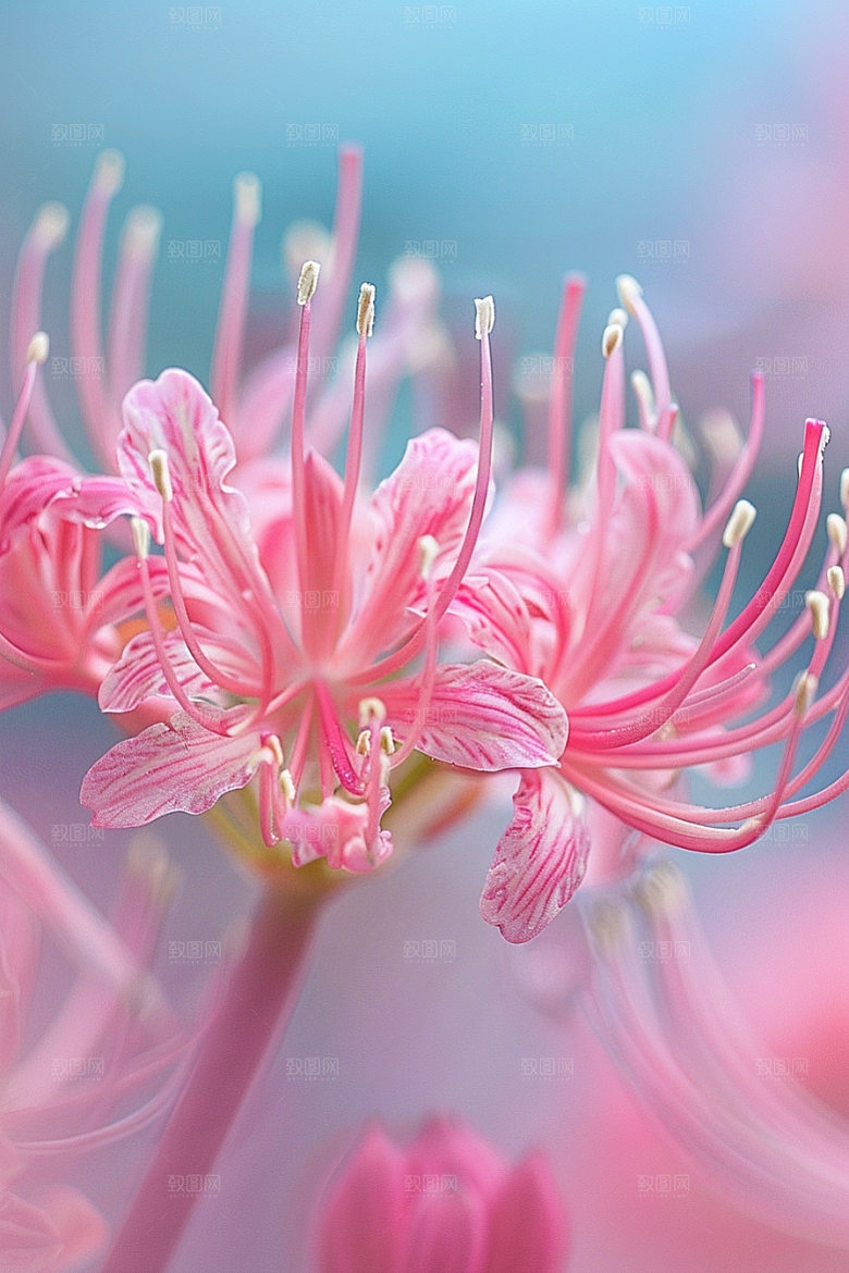 彼岸花石蒜花卉摄影图