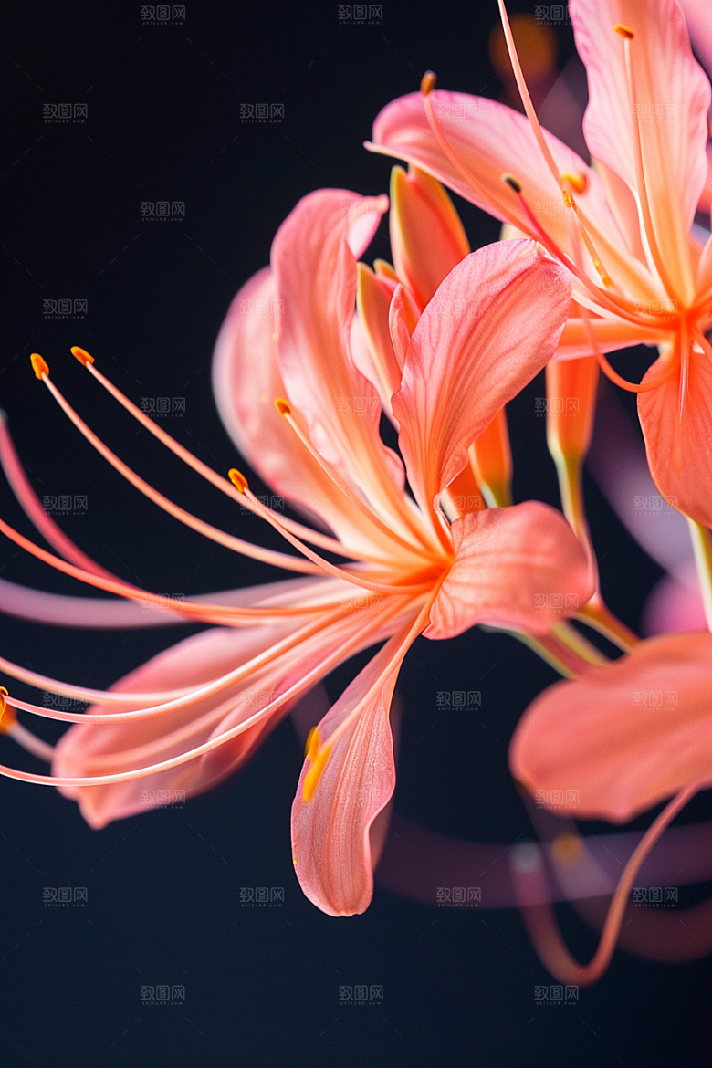 彼岸花自然花卉摄影图