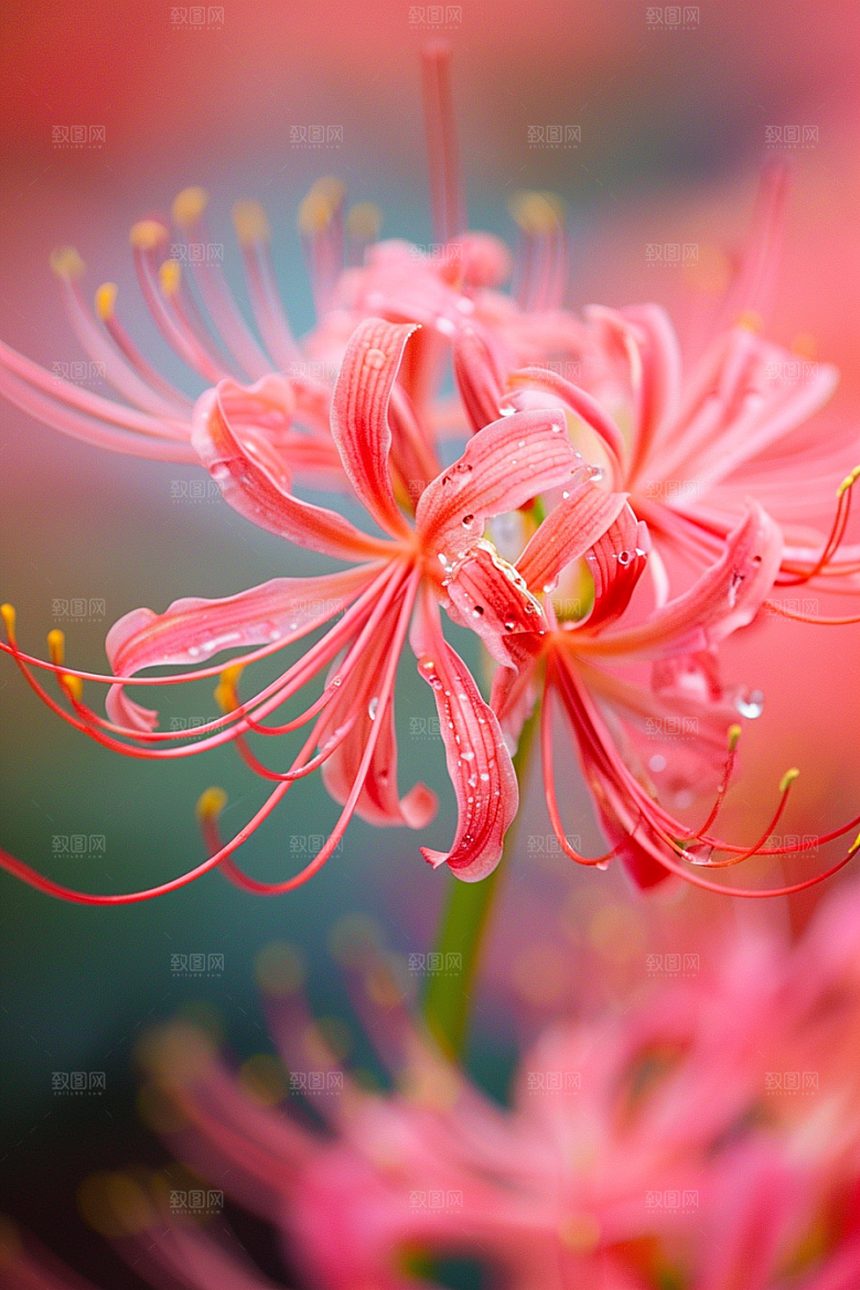 彼岸花冥界之花植物摄影图