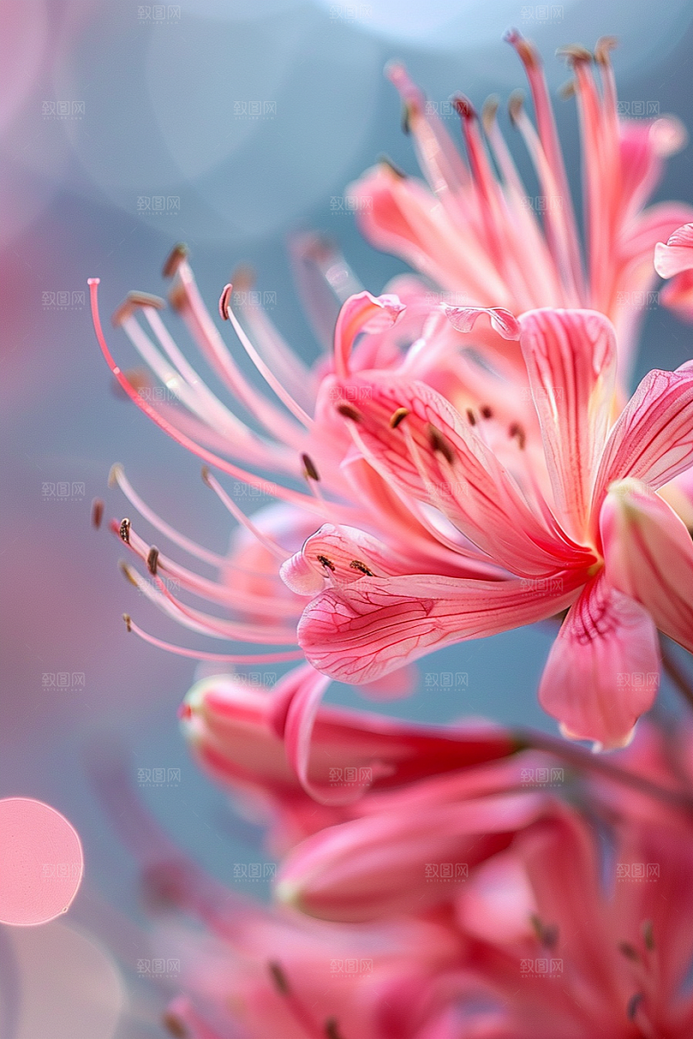 彼岸花唯美花卉摄影图