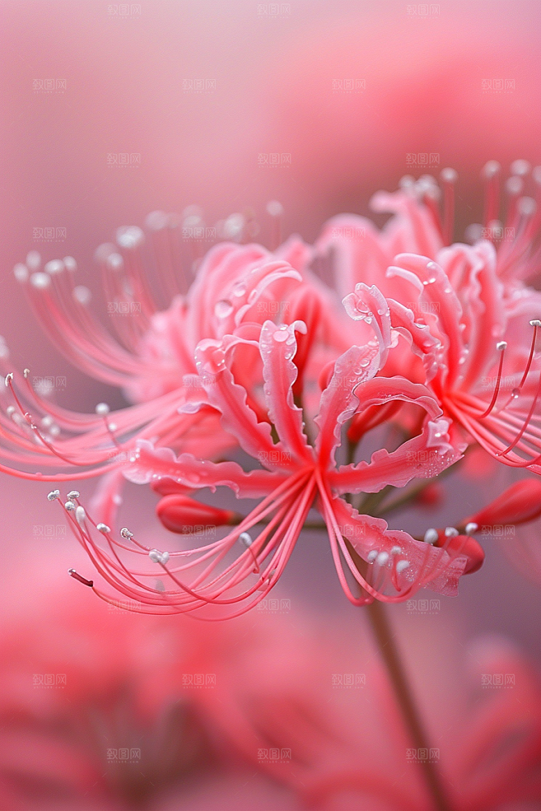 彼岸花冥界之花石蒜摄影图