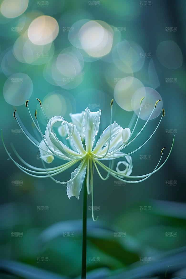 彼岸花花卉冥界之花摄影图