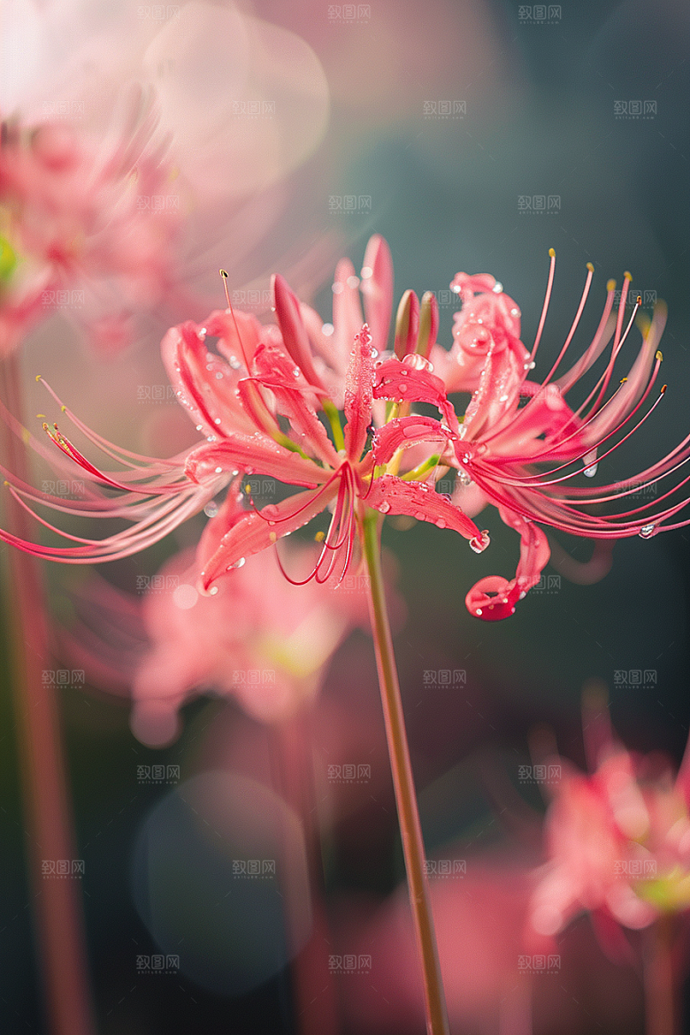 彼岸花花卉高清摄影图