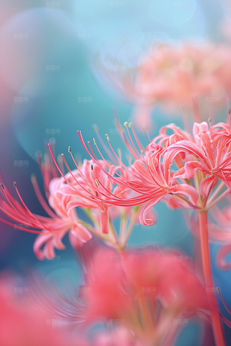 彼岸花冥界之花优雅摄影图