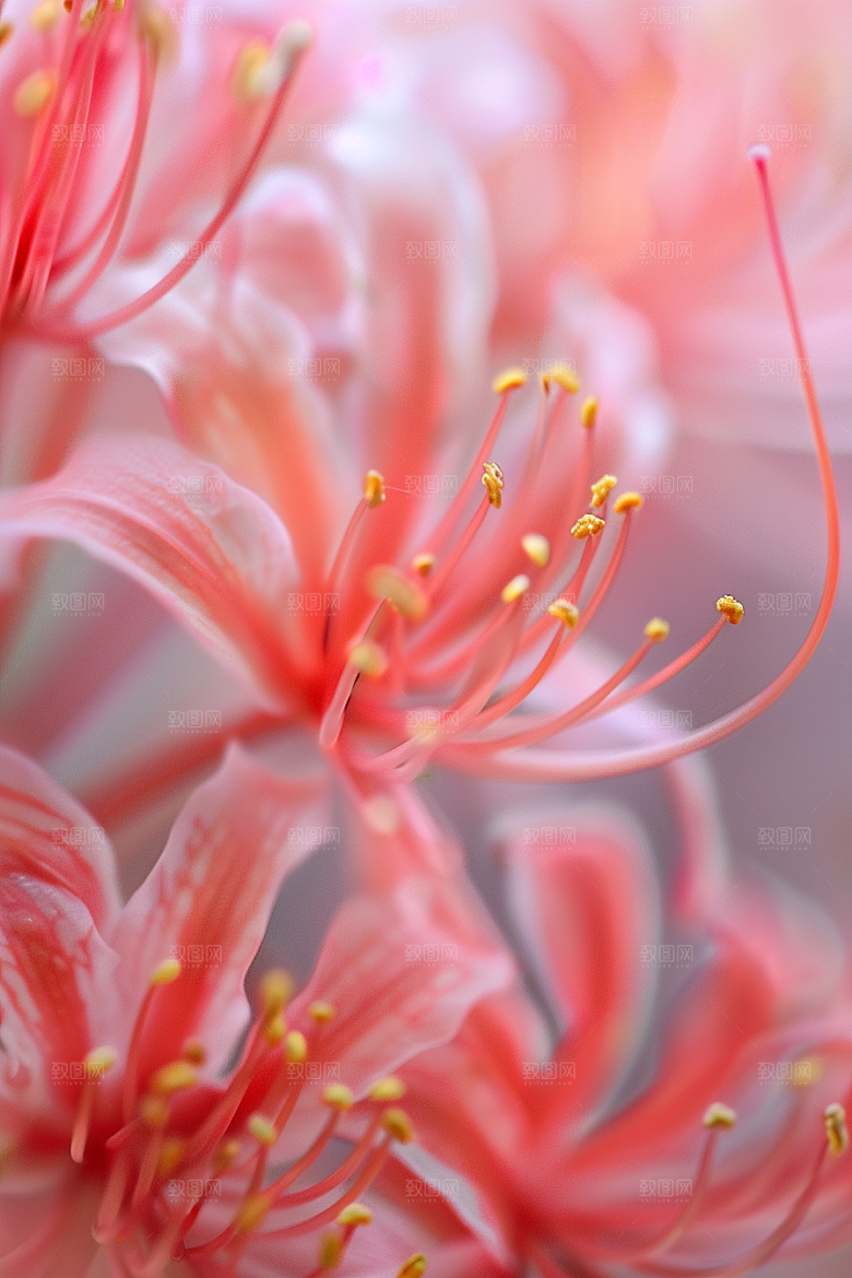 彼岸花自然花朵摄影图