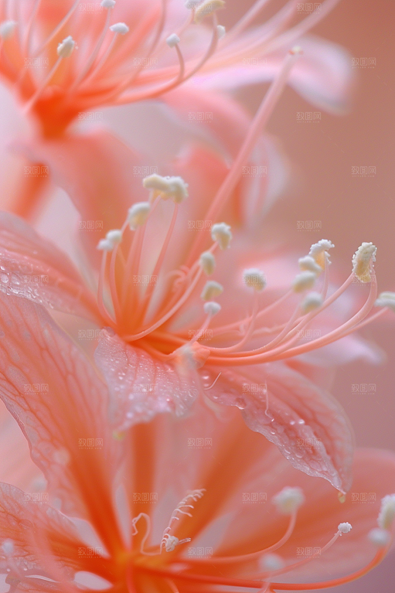 彼岸花花朵植物摄影图