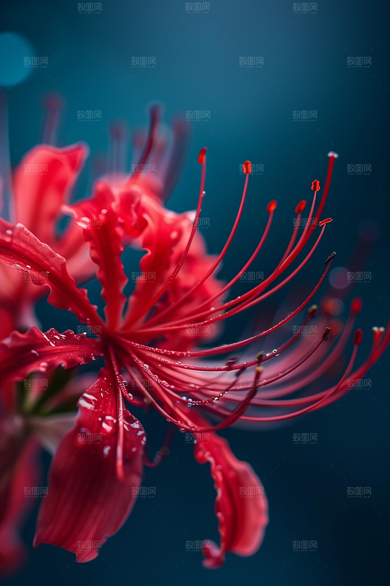 彼岸花花朵初夏摄影图
