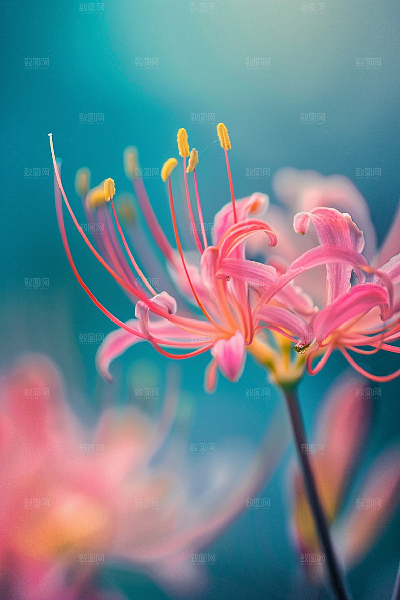 彼岸花高清自然摄影图