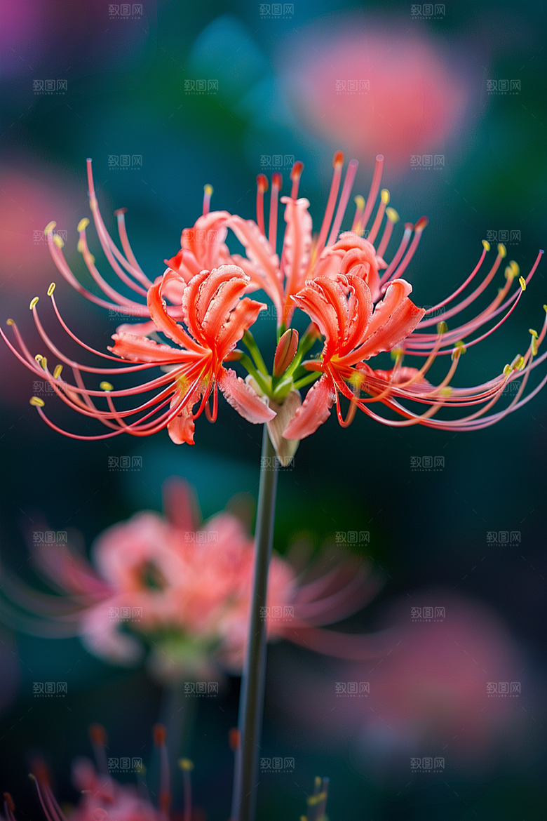 彼岸花自然特写摄影图