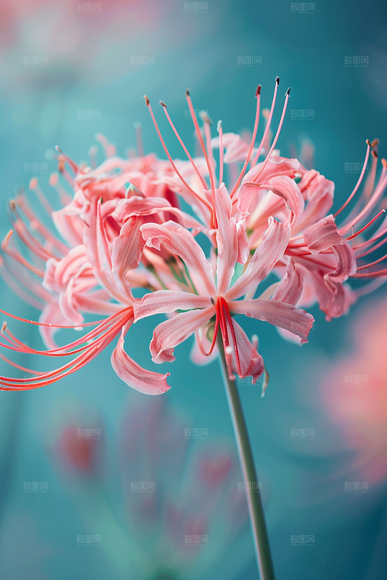 彼岸花花卉曼殊沙华摄影图