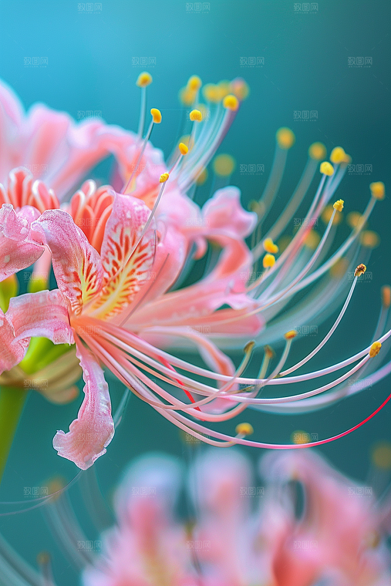 彼岸花唯美曼殊沙华摄影图