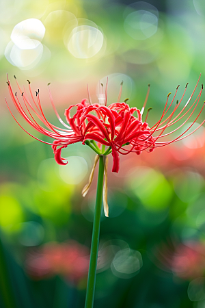 彼岸花花朵初夏摄影图