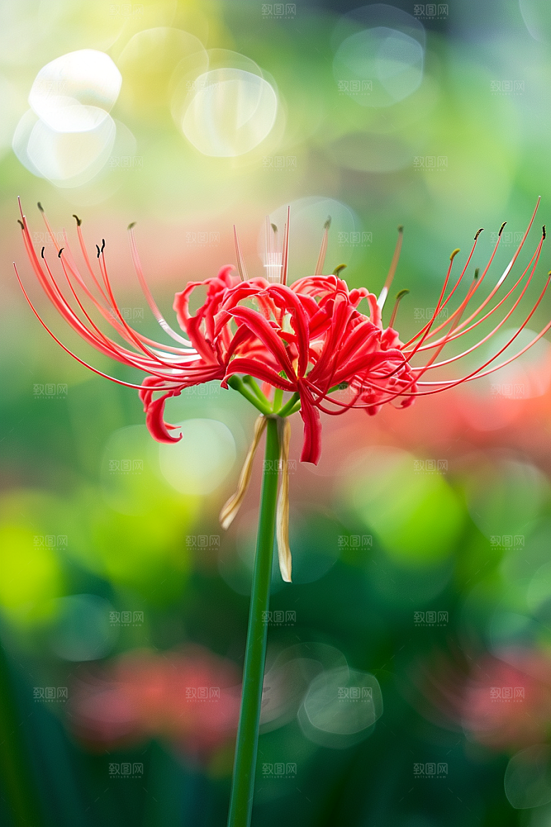彼岸花花朵初夏摄影图