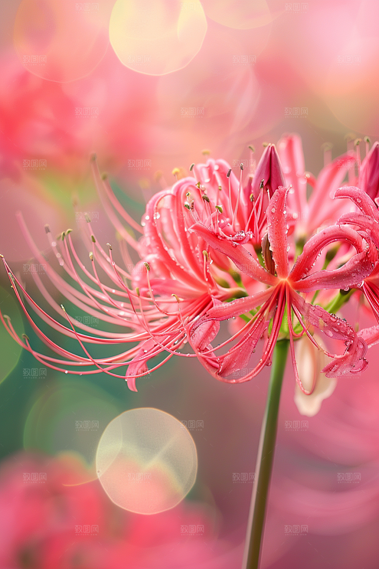 彼岸花花朵优雅摄影图