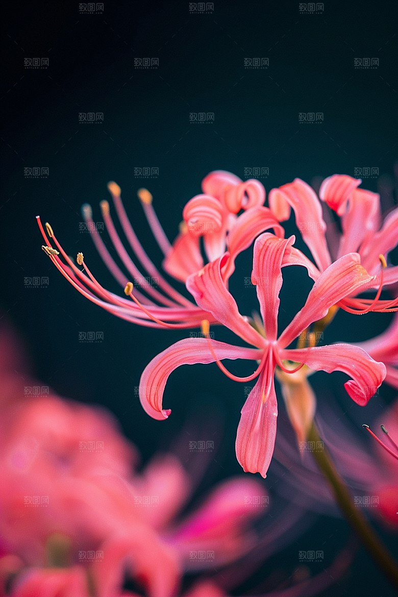 彼岸花优雅植物摄影图