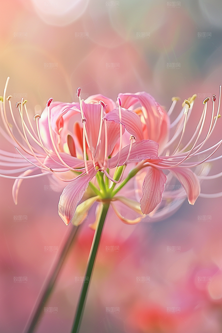 彼岸花花卉高清摄影图