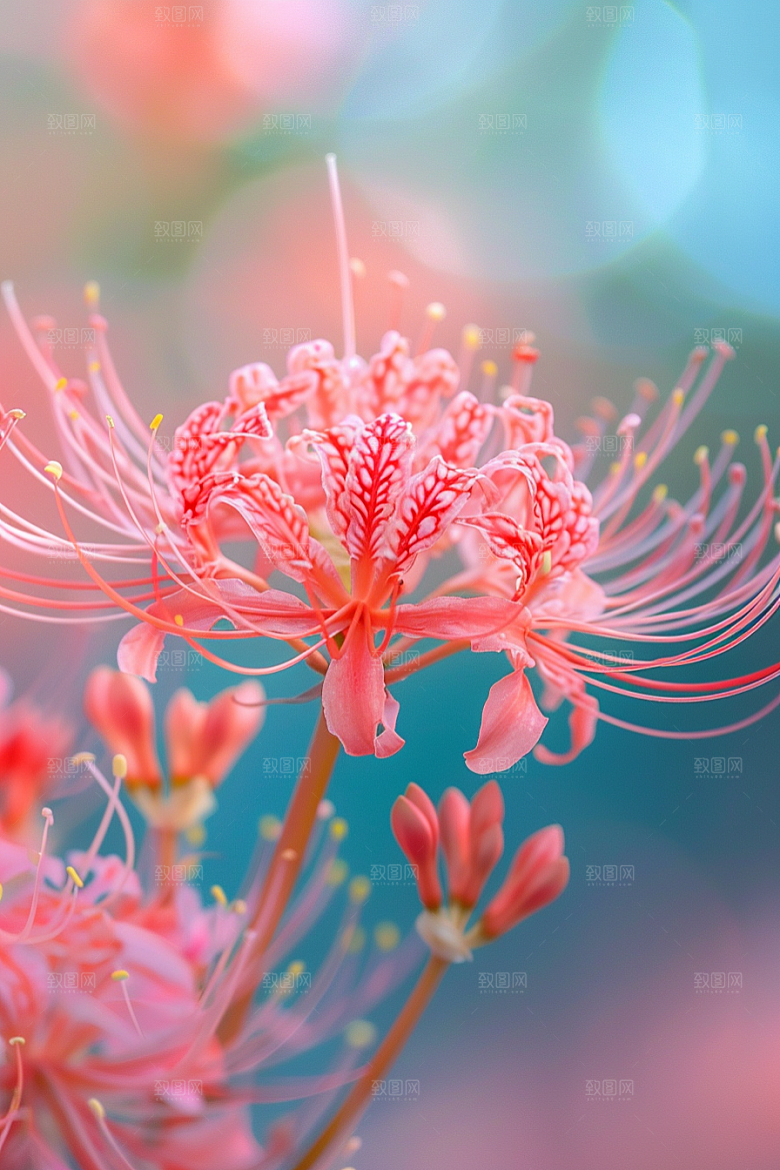彼岸花植物冥界之花摄影图