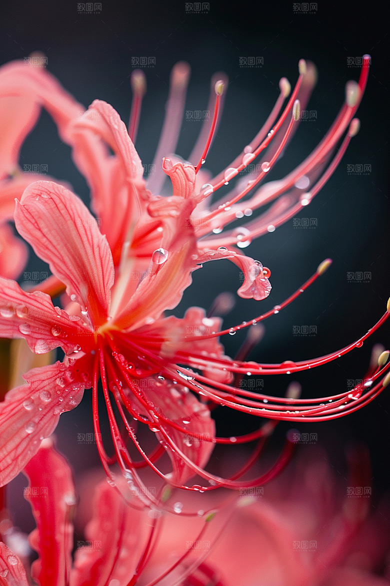 彼岸花植物花朵摄影图