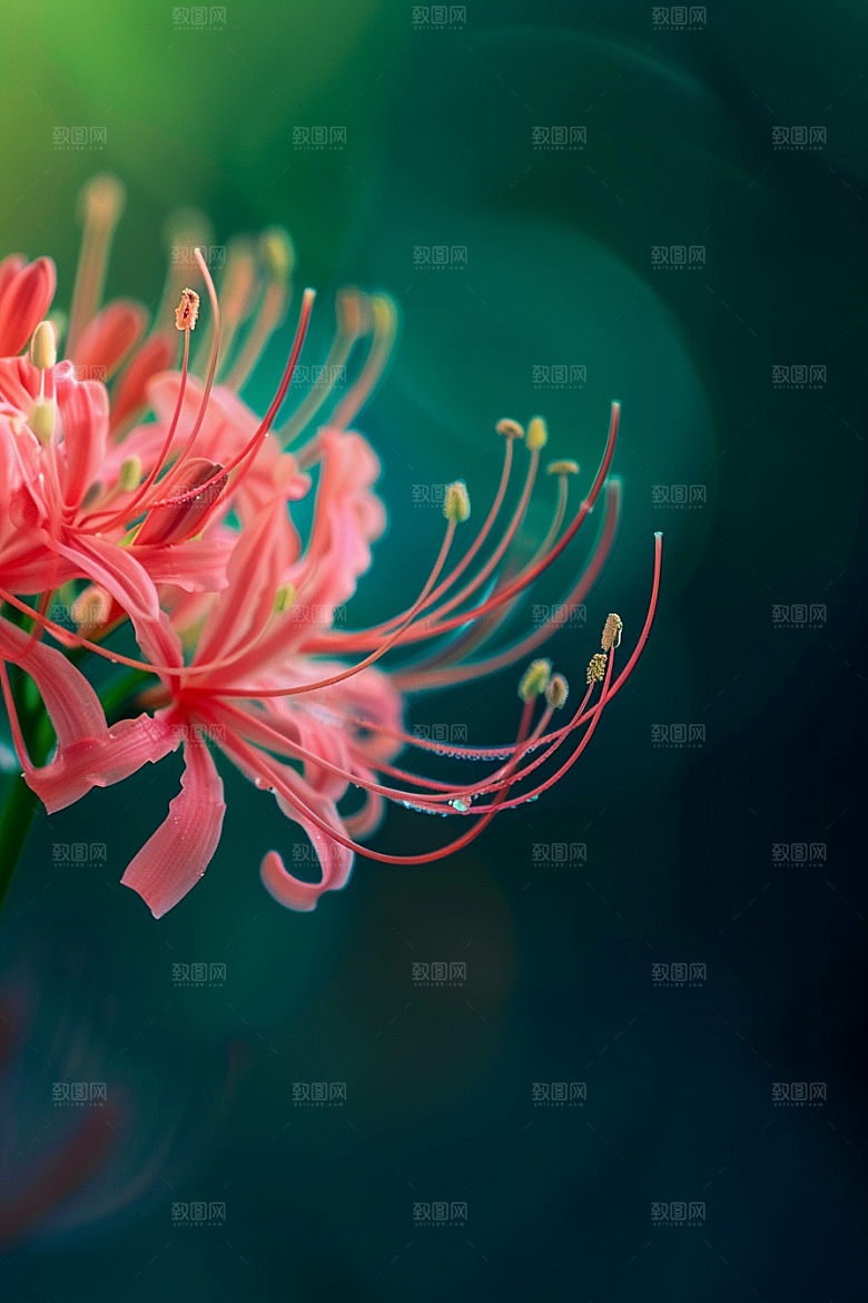彼岸花花朵自然摄影图