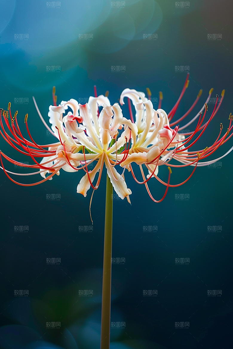 彼岸花特写植物摄影图
