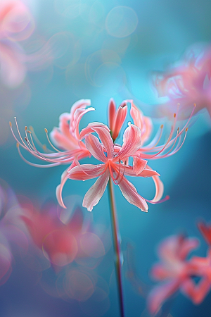 彼岸花特写高清摄影图