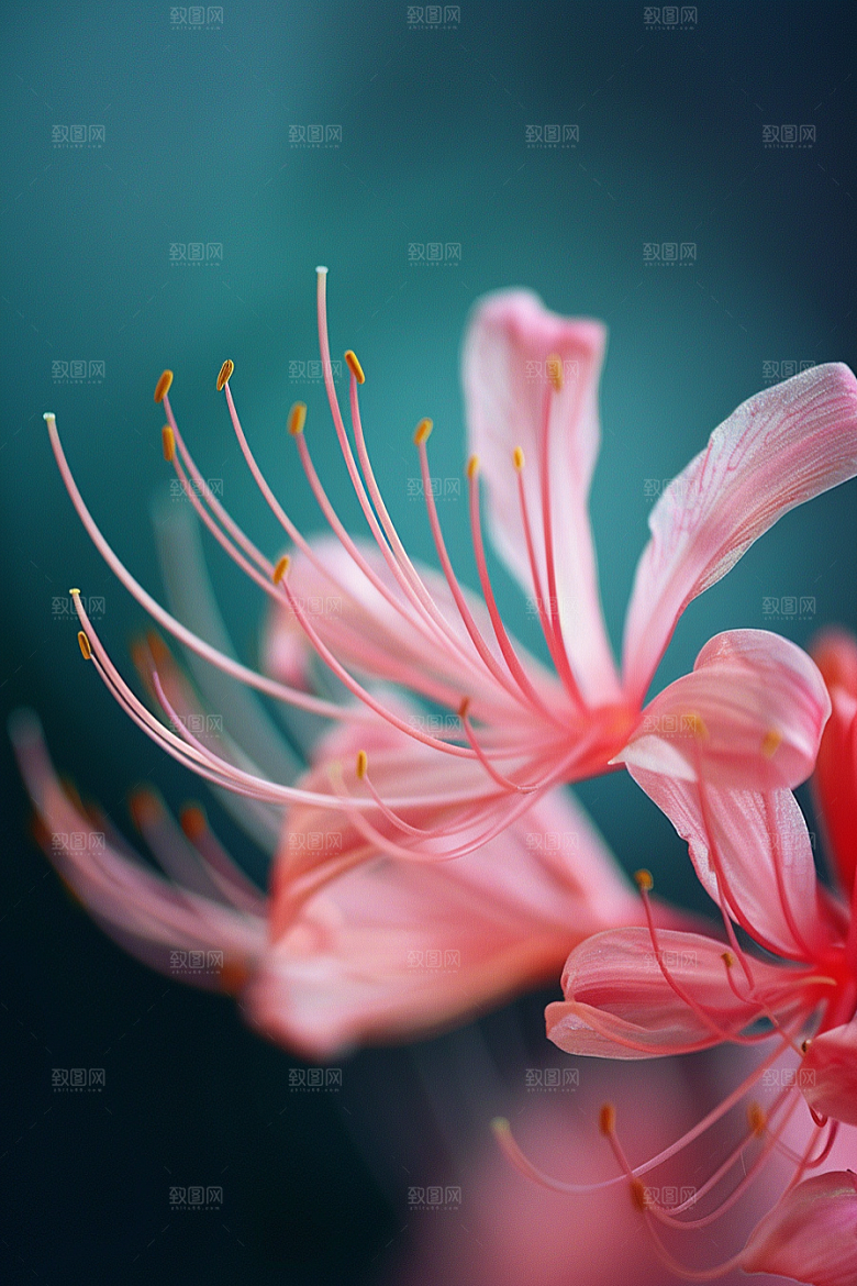 彼岸花石蒜优雅摄影图