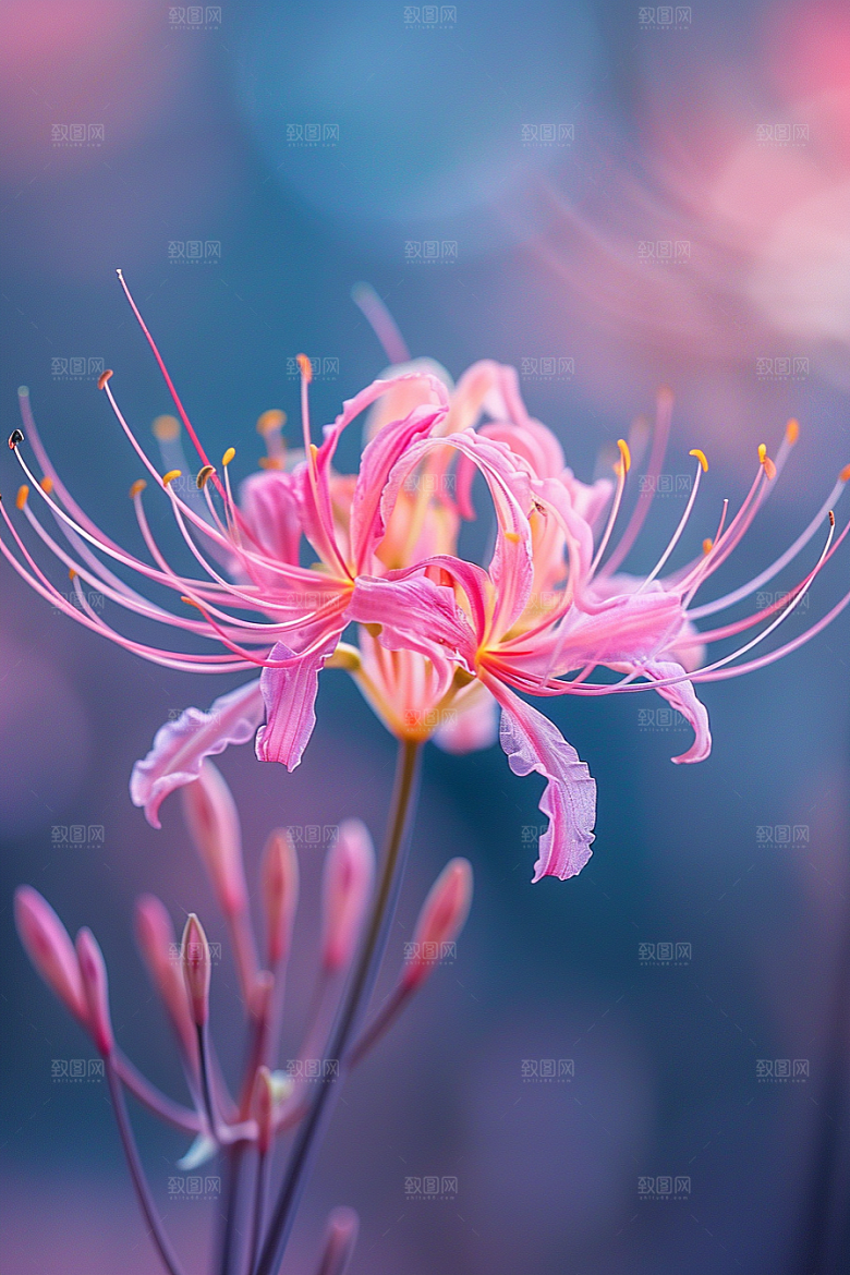 彼岸花初夏唯美摄影图