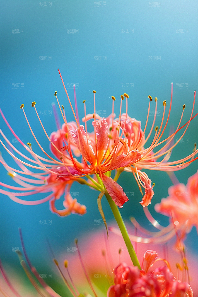 彼岸花唯美花朵摄影图