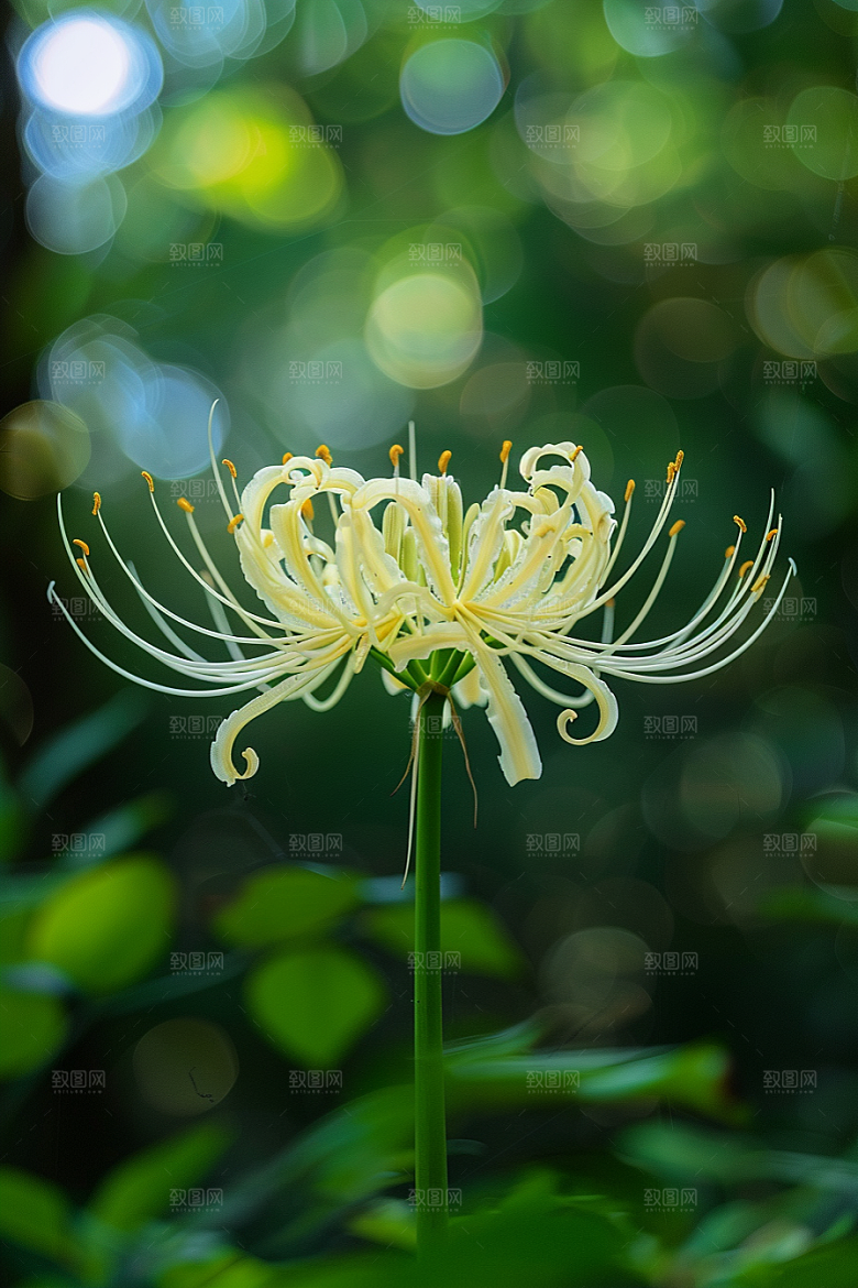 彼岸花自然植物摄影图