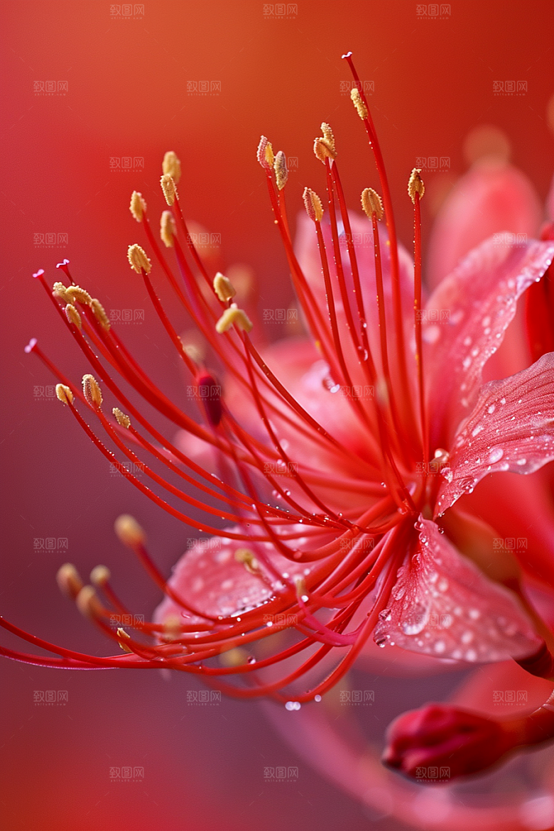 彼岸花花卉优雅摄影图