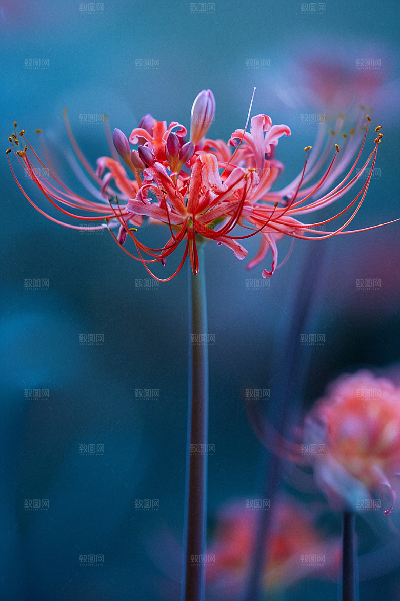 彼岸花花卉曼殊沙华摄影图
