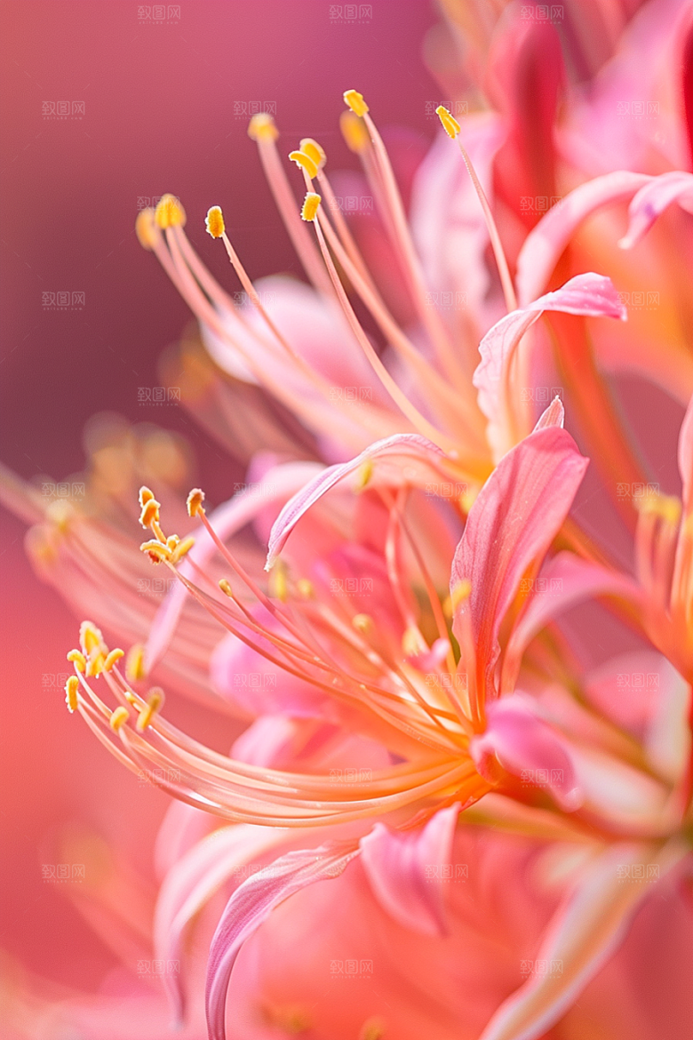 彼岸花特写植物摄影图