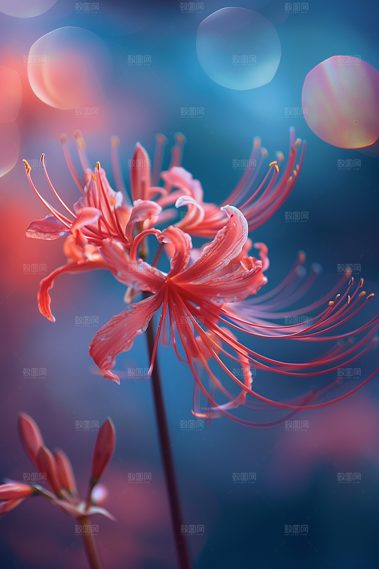 彼岸花石蒜冥界之花摄影图