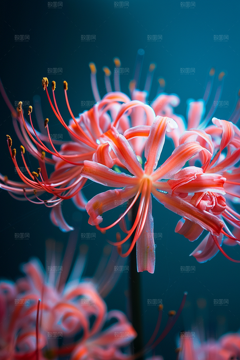 彼岸花自然花朵摄影图