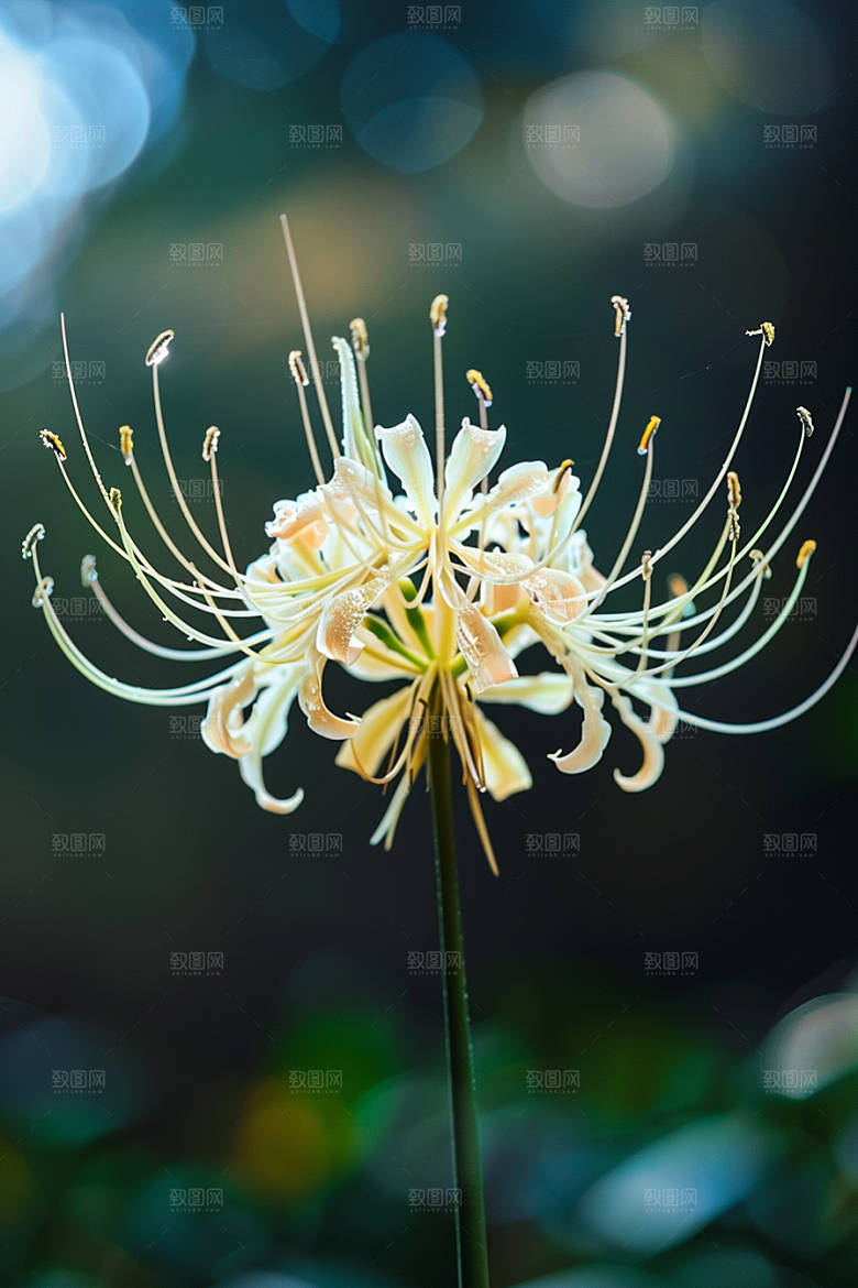 彼岸花花朵冥界之花摄影图