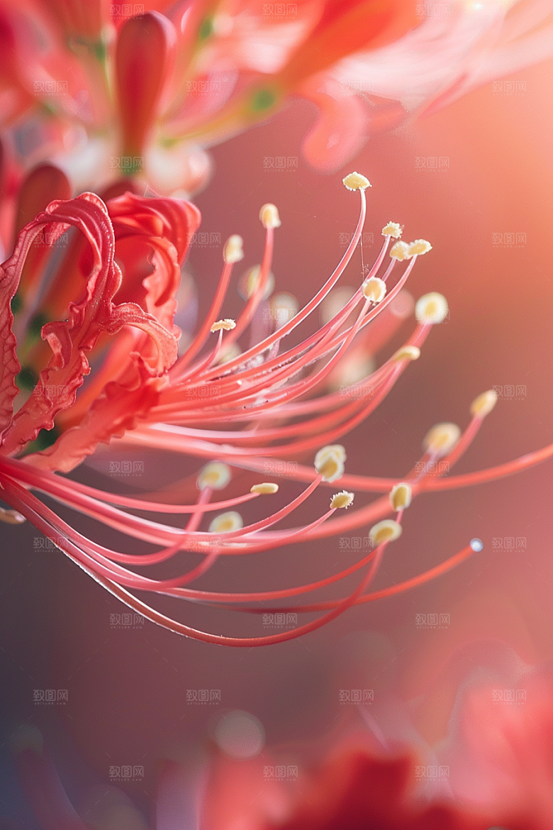 彼岸花花朵花卉摄影图