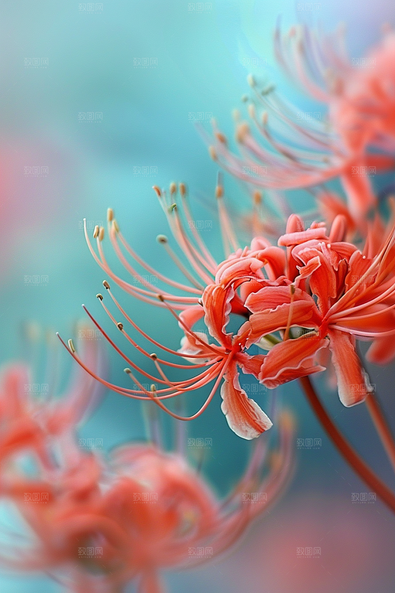 彼岸花花朵优雅摄影图