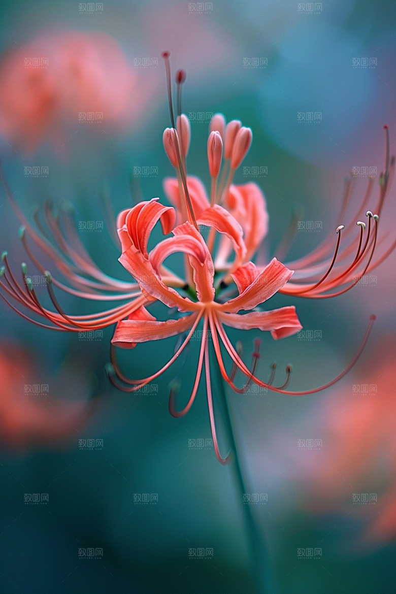 彼岸花高清花卉摄影图
