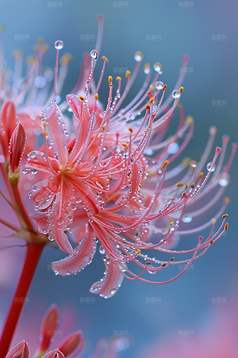 彼岸花植物石蒜摄影图