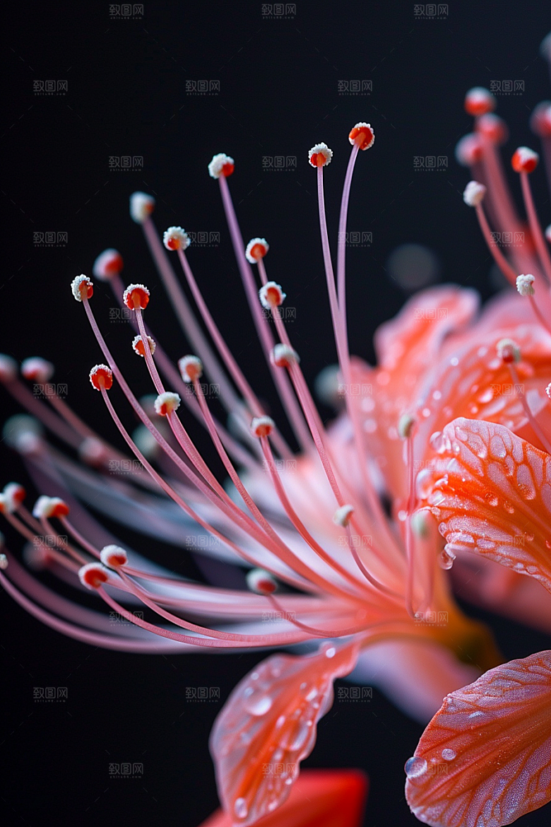 彼岸花优雅花卉摄影图