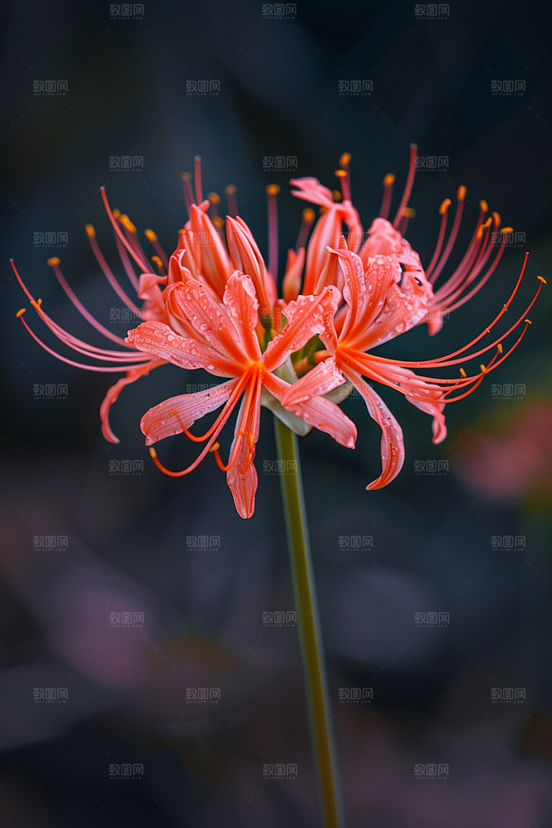 彼岸花高清曼殊沙华摄影图