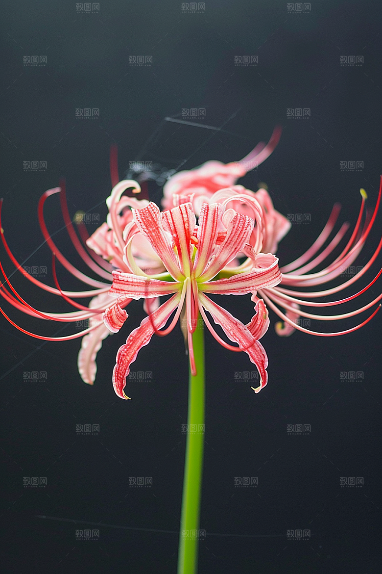彼岸花花朵石蒜摄影图