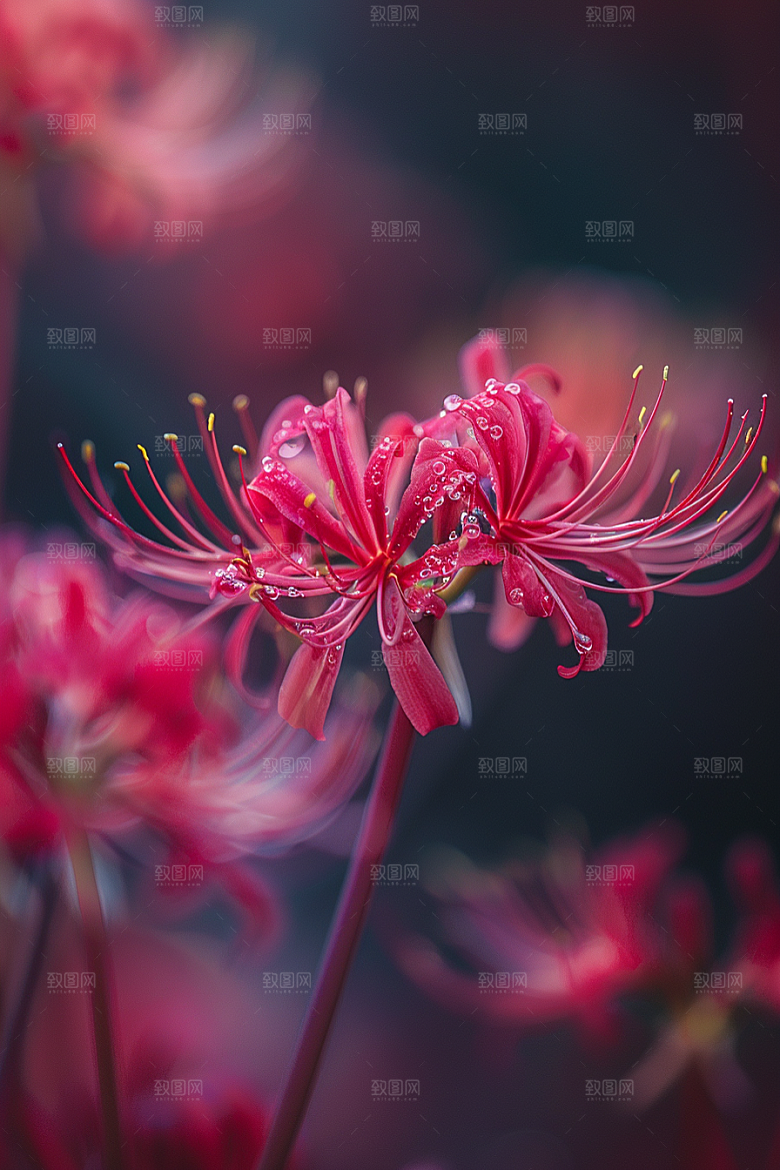 彼岸花冥界之花石蒜摄影图