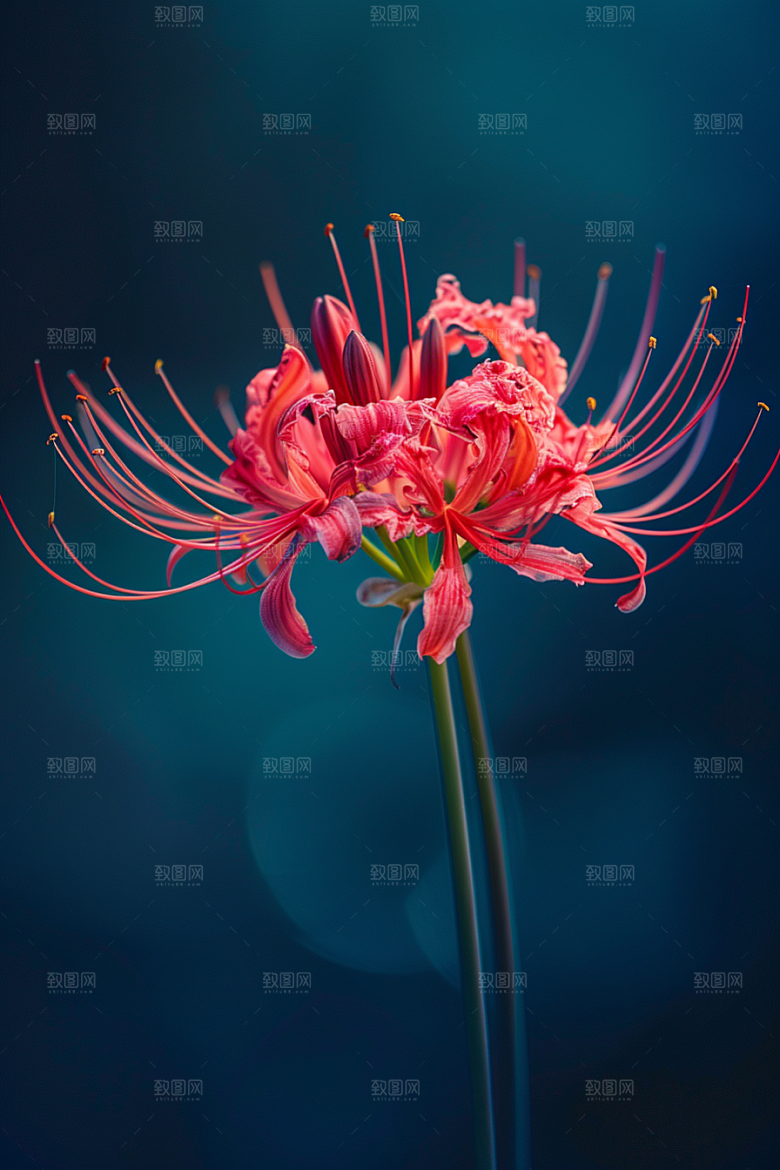 彼岸花高清冥界之花摄影图